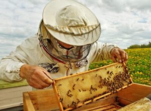 Do Beekeepers Get Stung