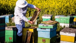 Do Beekeepers Live Longer