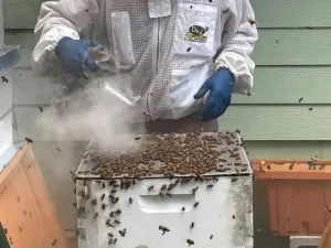 Why Do Beekeepers Use Smoke